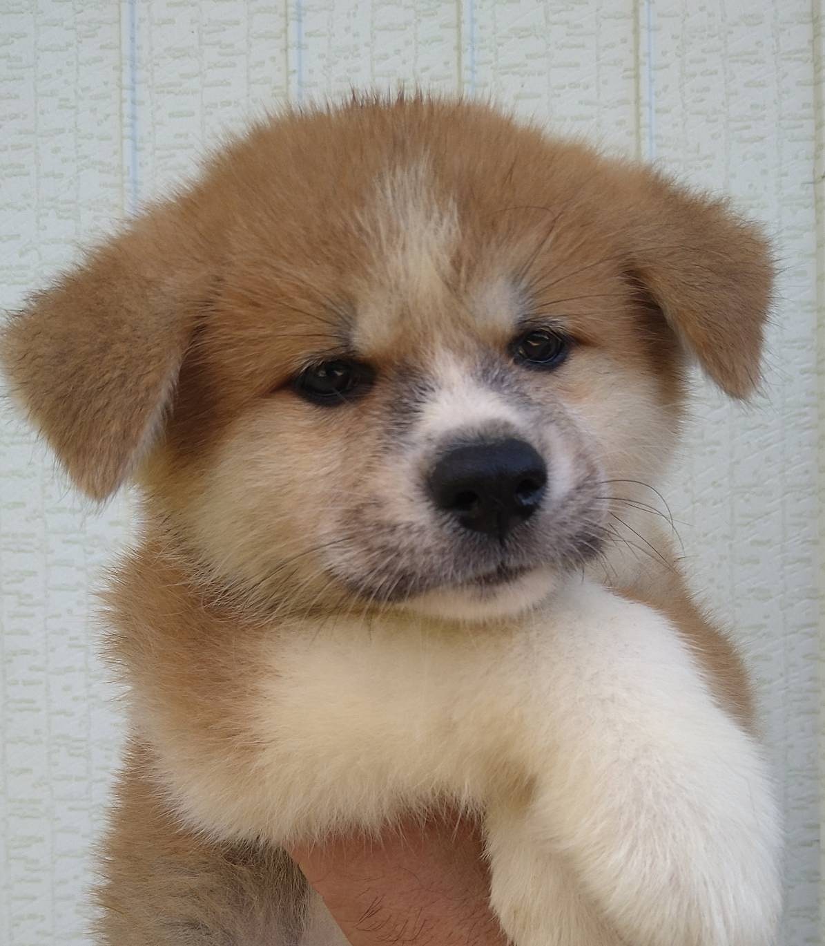 仔犬情報/天然記念物 秋田犬 香川筒井犬舎