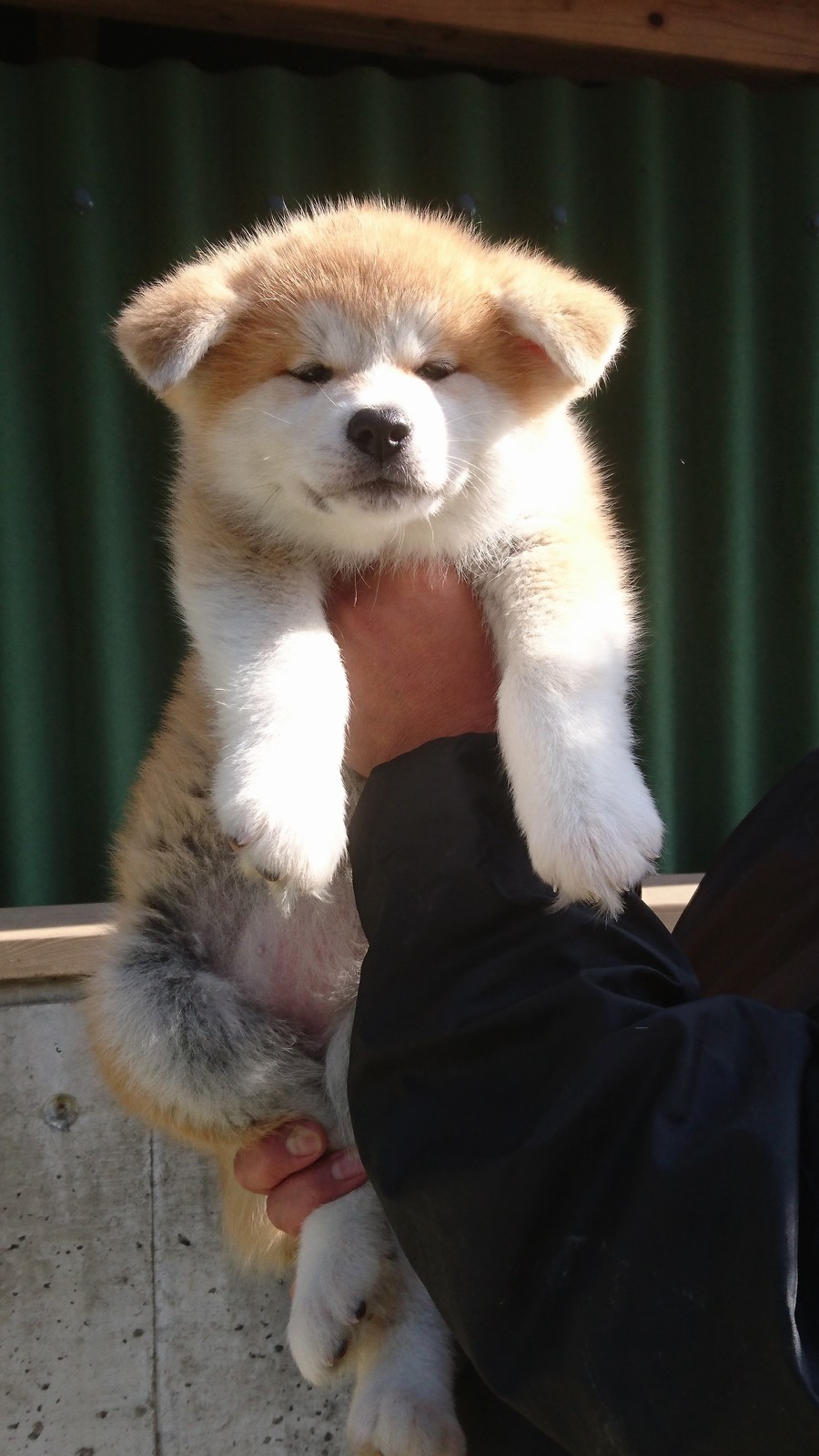 仔犬情報 天然記念物 秋田犬 香川筒井犬舎